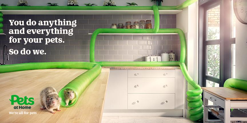 A gray rat sits on a kitchen counter near a coiled plastic tube.