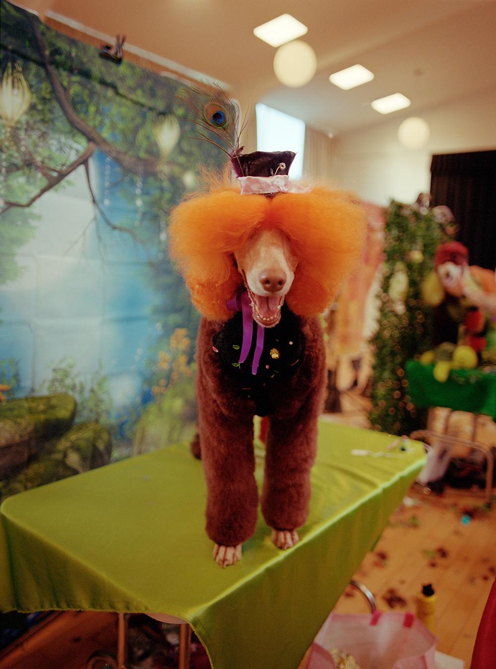 A dog with a red, curly, and fluffy hairdo, wearing a miniature top hat and a black, sequined, and glittery vest, with a peacock feather in its hair.