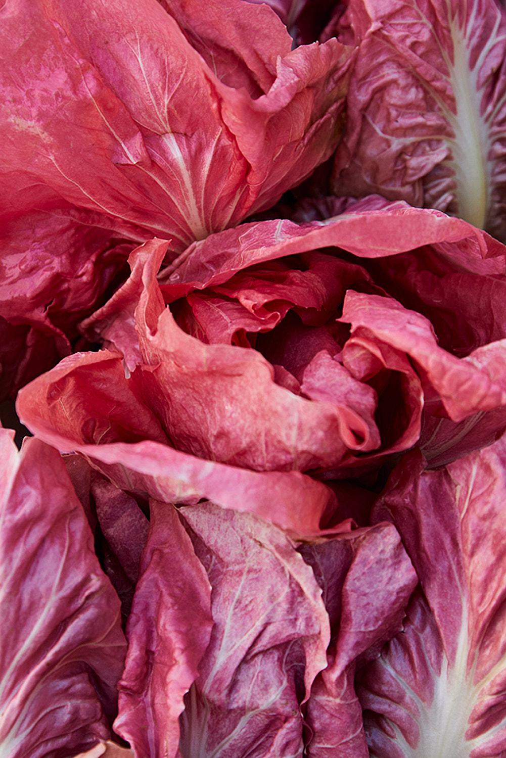 A close-up of a large, red, leafy vegetable, likely a type of lettuce or cabbage, with its leaves crumpled and its stem visible in the center.