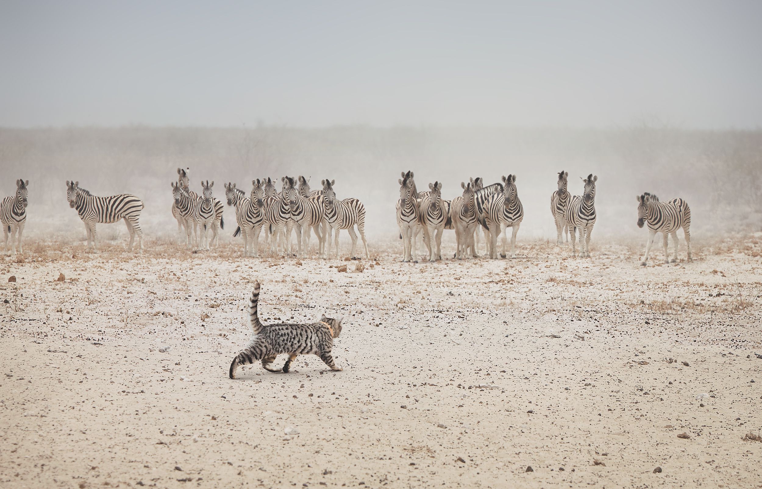 A cat is running across a dry, sandy plain with a group of zebras in the background, all in a dusty, dry environment.