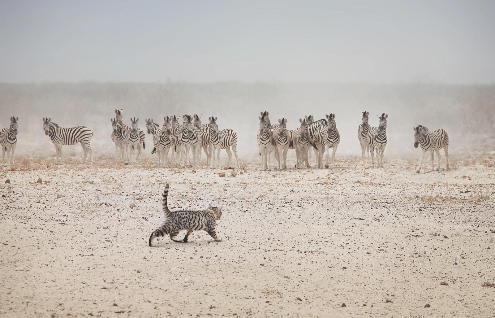 A cat is running across a dry, sandy plain with a group of zebras in the background, all in a dusty, dry environment.