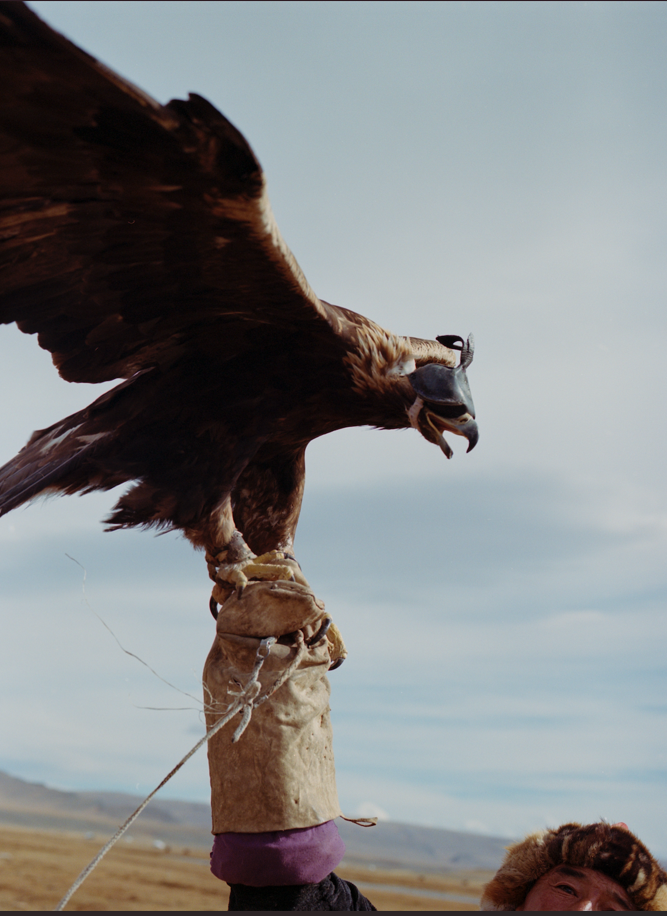 A person in a traditional Mongolian outfit, holding a golden eagle on a glove-like device, in a vast, mountainous landscape.