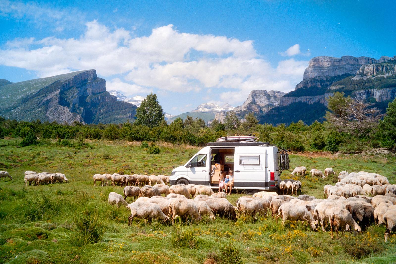 A group of sheep are grazing in a green meadow in the mountains, with a white van parked in the distance.