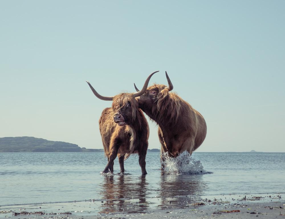 Two Highland cattle stand in water; one splashes while the other looks at the camera.