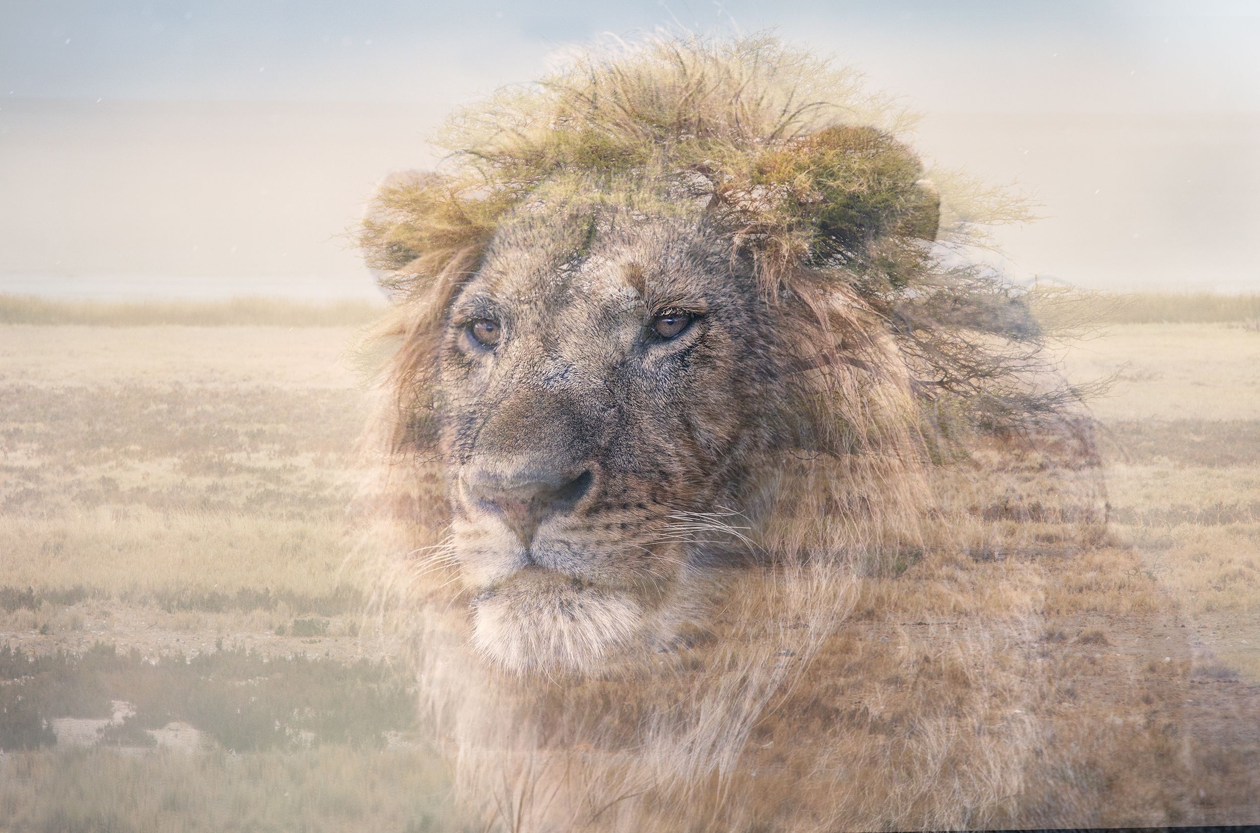 A majestic lion in a savannah landscape, with a regal and powerful presence.