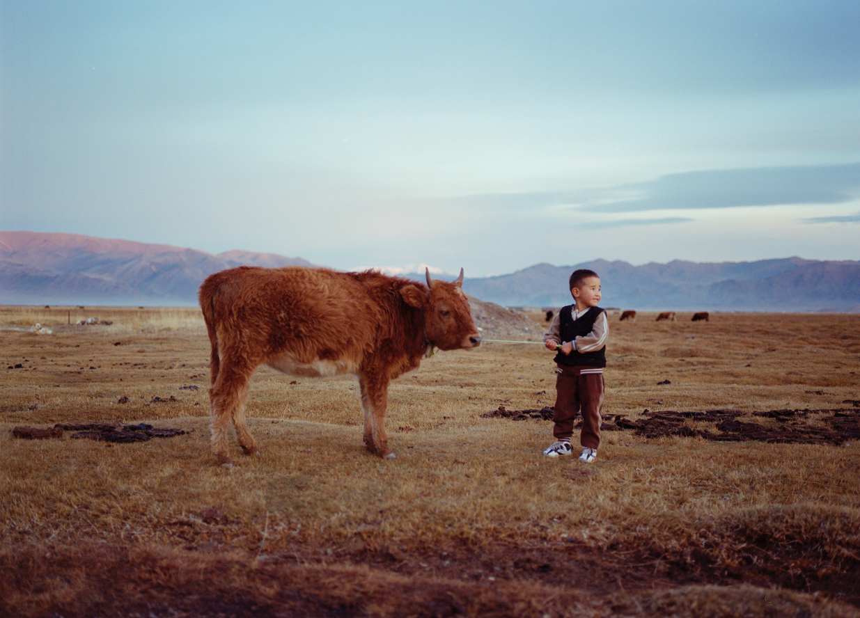 A young boy in a black and white striped shirt and brown pants is standing in a field, holding a rope with a brown cow in the background.