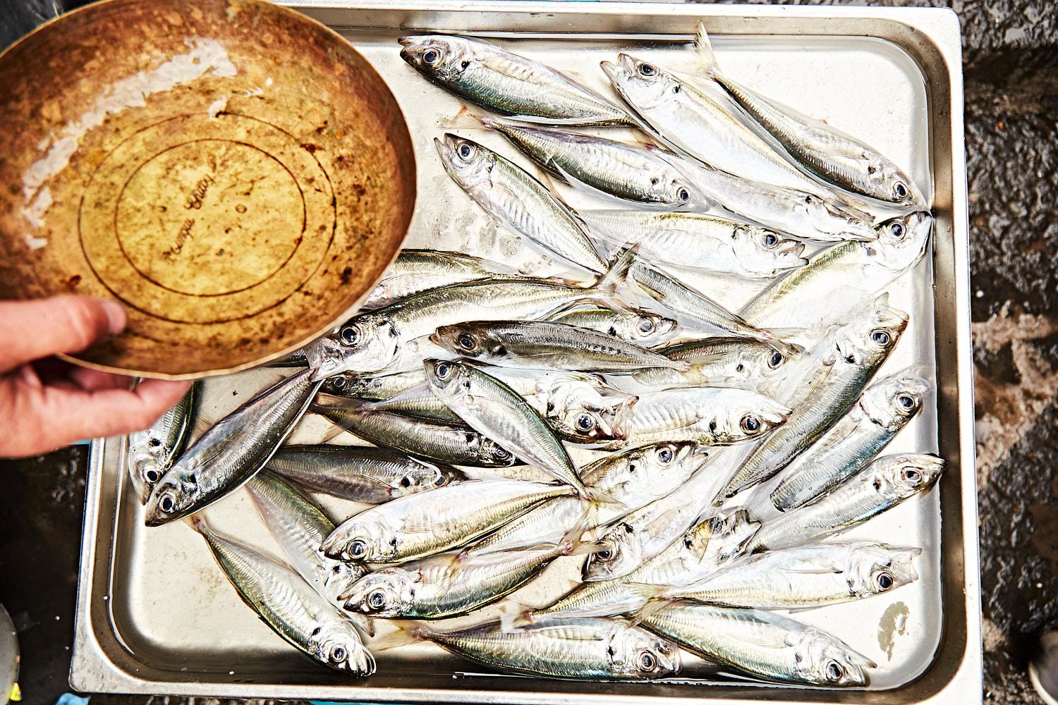 A hand is holding a metal bowl with a few small fish inside, on a metal tray with many more small fish.