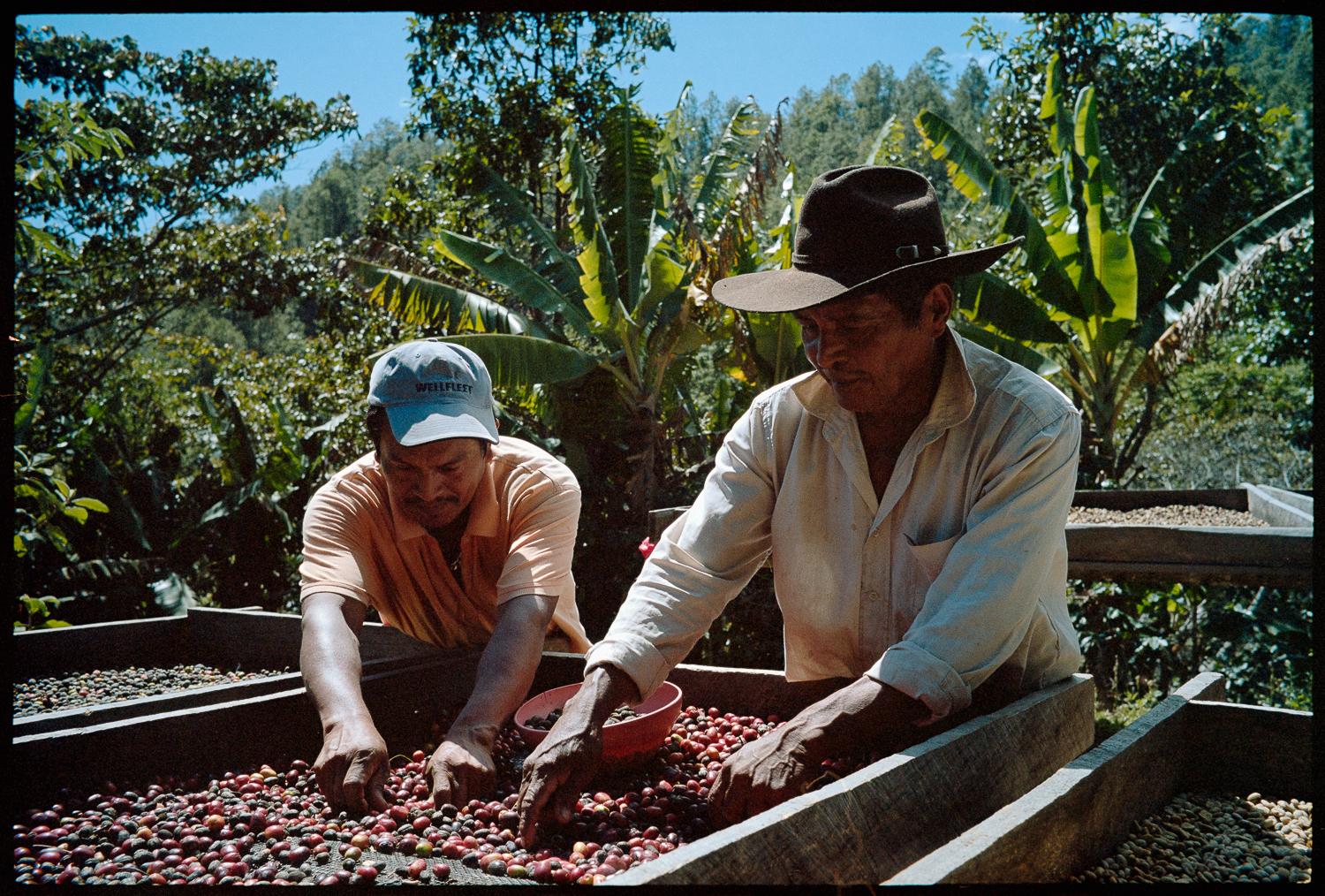 Two men, one wearing a hat and the other a shirt, are sorting through a large quantity of red and black coffee beans in a wooden tray.