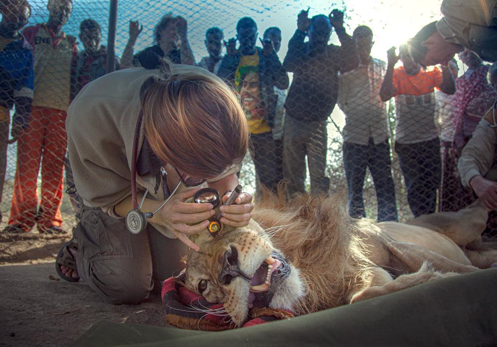A veterinarian examining the eyes of a lion, a large and powerful animal with a long, ...