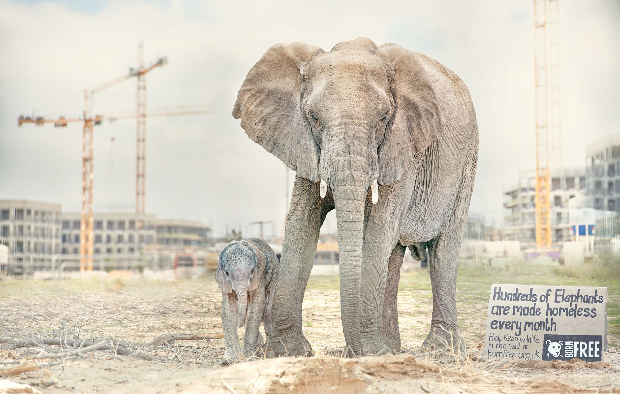 An elephant and a baby elephant in a construction site, with a cityscape in the background.