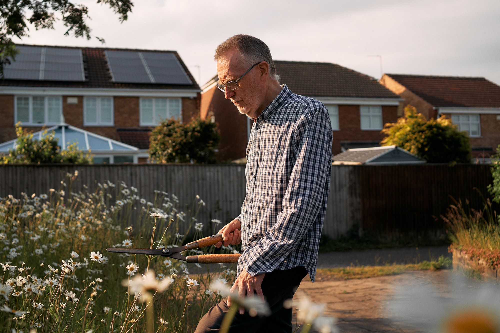 A man in a blue and white checkered shirt is standing in a garden, surrounded by daisies and wildflowers, holding a pair of old-fashioned garden shears.