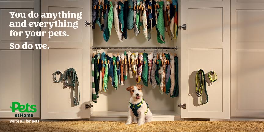 A white and brown dog wearing a green harness, sitting in front of a white closet with many dog clothes and a dog leash hanging on the door.