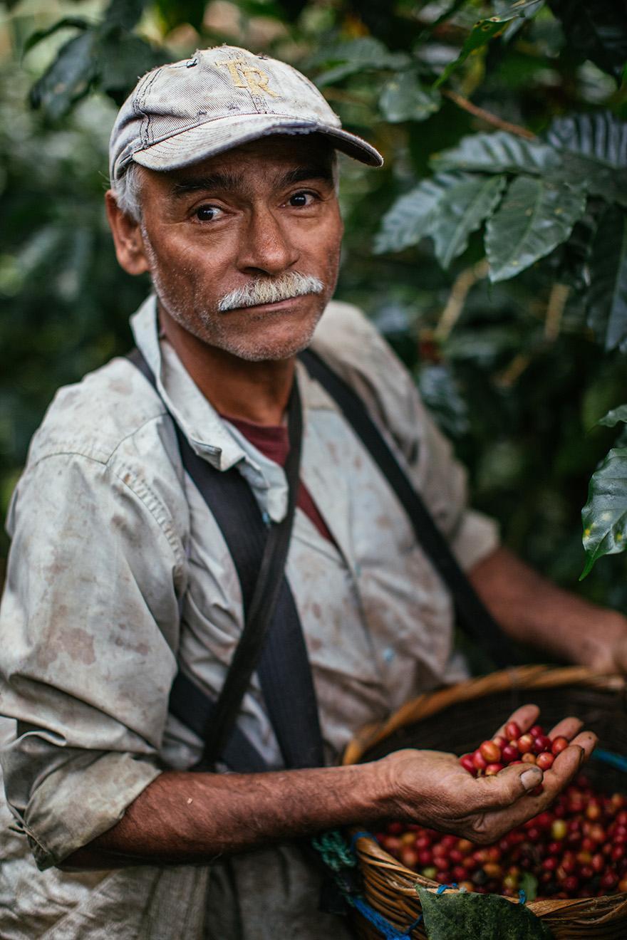 A man in a worn, light-colored shirt and a baseball cap is holding a basket of red coffee cherries.