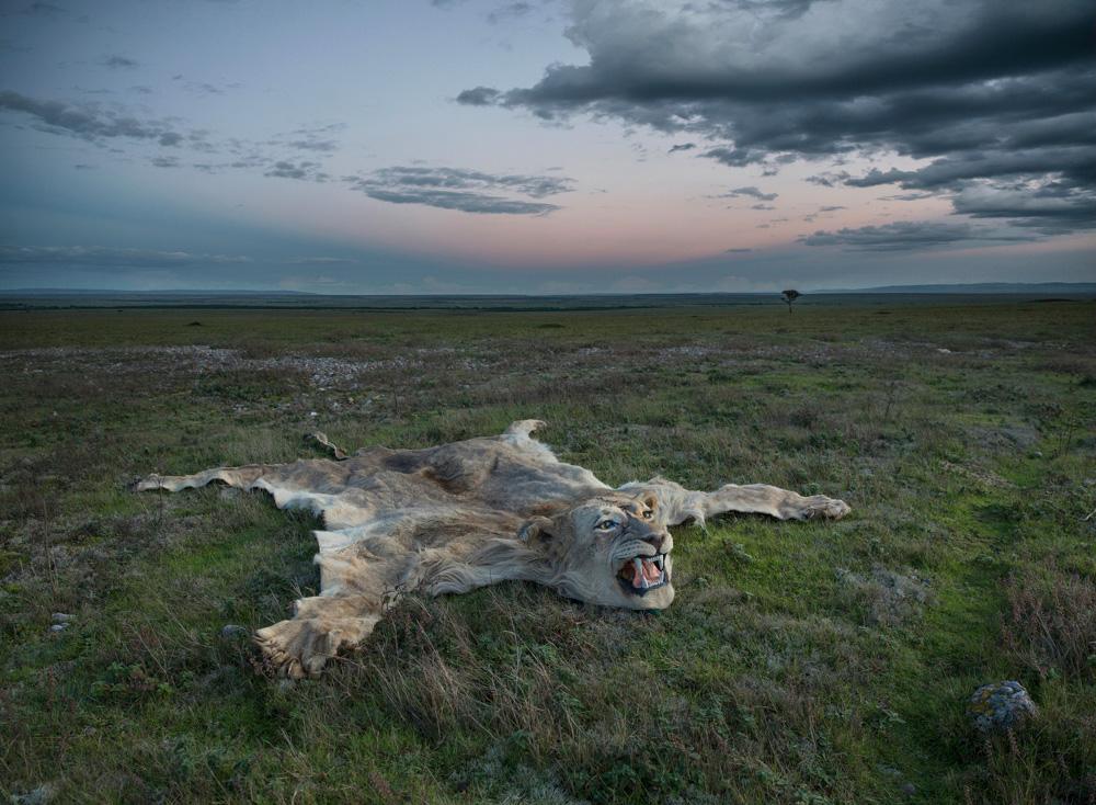 A lion's skin, likely a hunting trophy, lies in a grassy field under a cloudy sky.