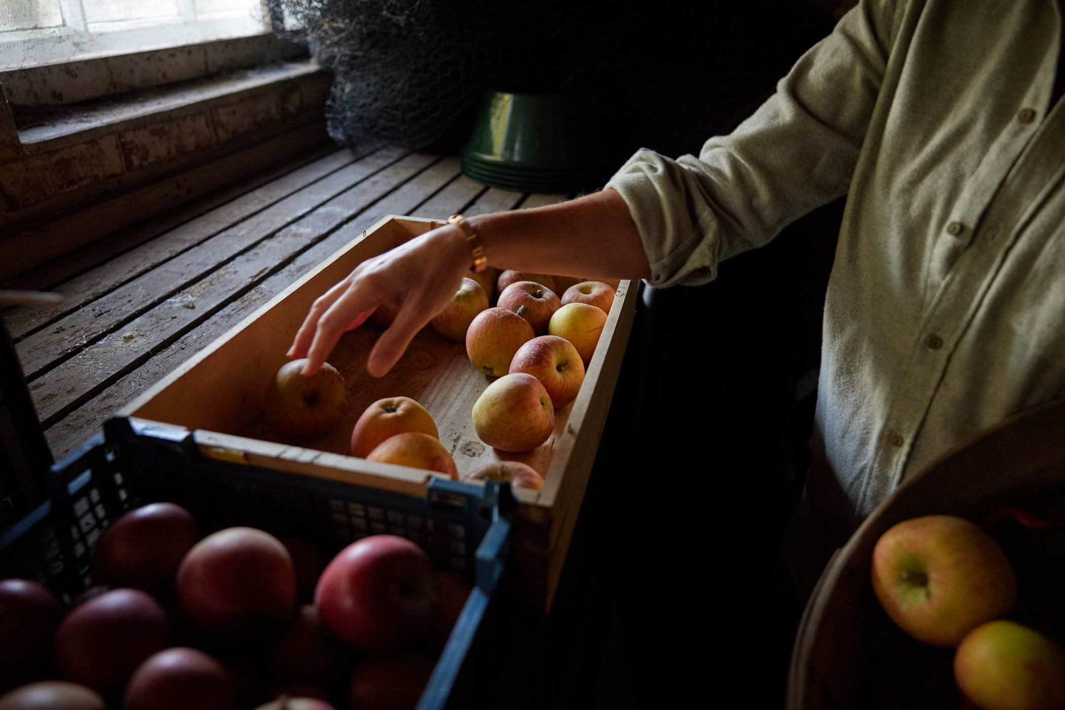 A woman in a white shirt is sorting apples into a wooden crate. She is wearing a gold watch on her left wrist.