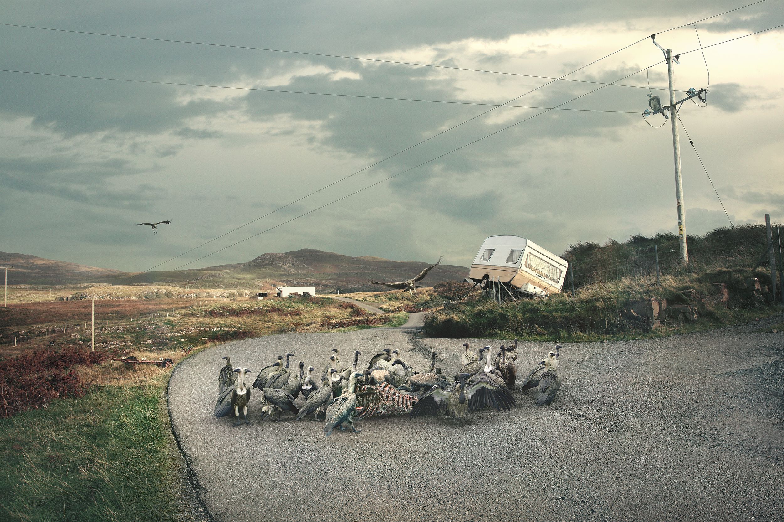 A group of vultures gathered on a road, with a white camper van and a power pole in the background, set against a cloudy sky.