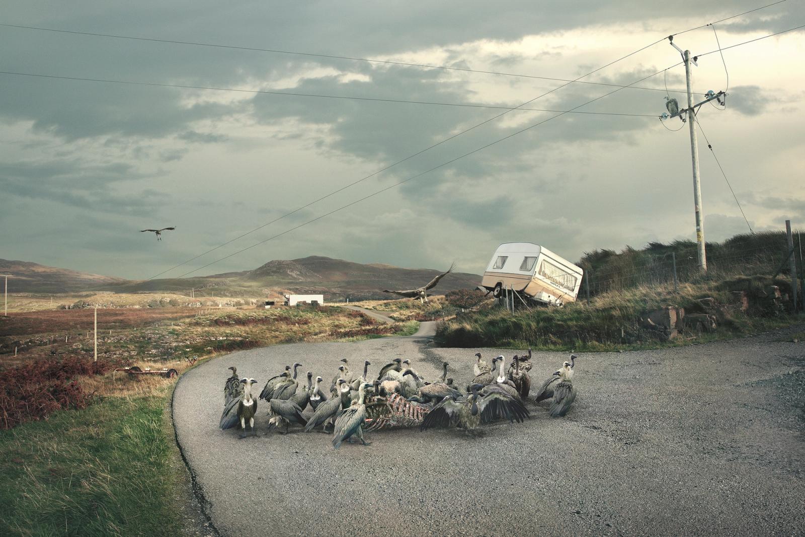 A group of vultures gathered on a road, with a white camper van and a power pole in the background, set against a cloudy sky.