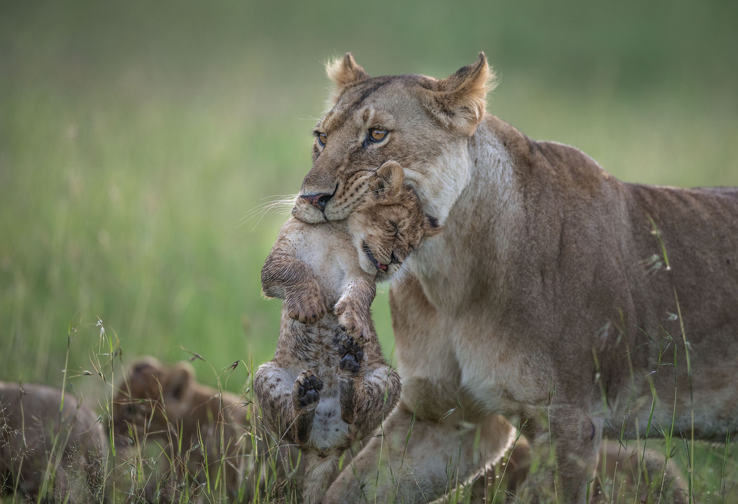 A lioness is carrying a lion cub in her mouth, with the cub's paws and head visible, in a grassy savannah-like environment.