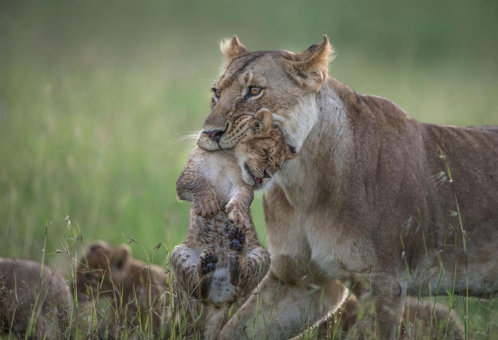 A lioness is carrying a lion cub in her mouth, with the cub's paws and head visible, in a grassy savannah-like environment.