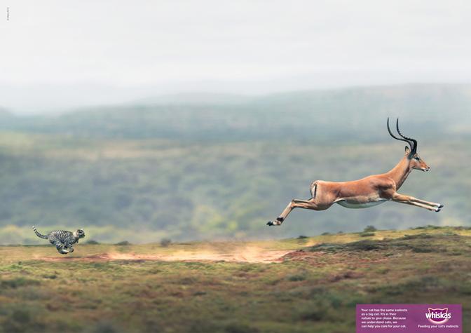 A zebra-like animal with a long neck and legs is running away from a large, antlered deer-like animal in a grassy, open landscape.