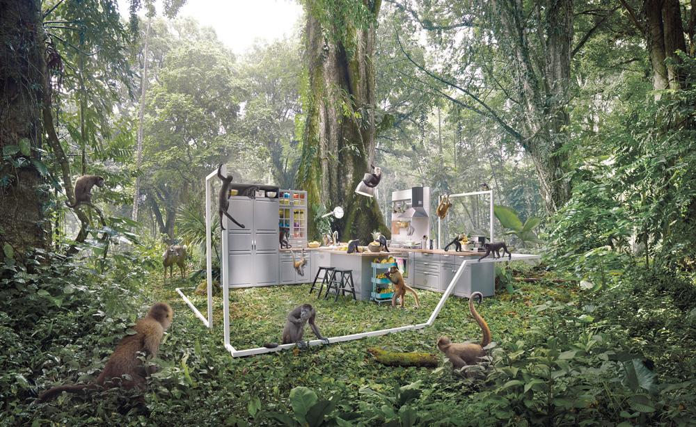 A group of monkeys in a jungle setting, surrounded by a kitchen setup with various food items and equipment, including a large tree in the background.