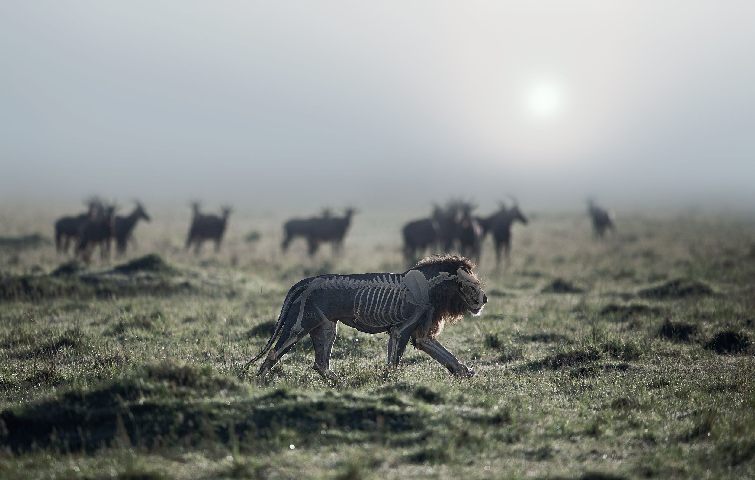 A lion in a grassy savannah, with a group of wildebeests in the background.