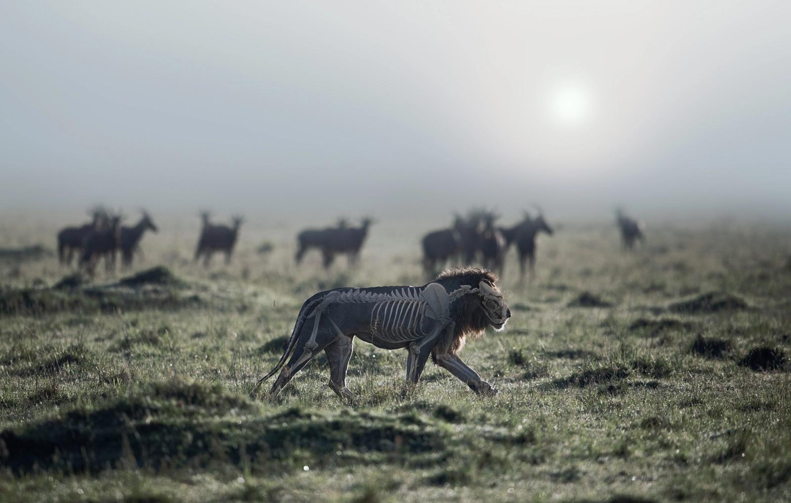 A lion in a grassy savannah, with a group of wildebeests in the background.