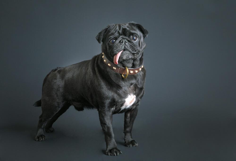 A black pug with a white patch on its chest, wearing a brown leather collar with gold studs.