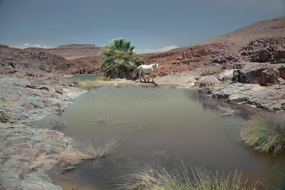 A white horse is standing on a rocky outcrop overlooking a small, tranquil desert lake.
