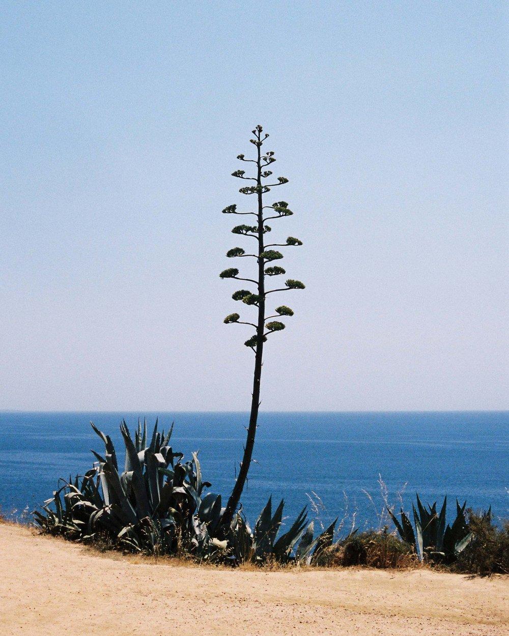 A lone, tall, flowering plant stands on a rocky, sandy beach overlooking the ocean.