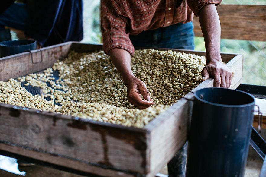 A person in a red plaid shirt and blue jeans is sorting through a large wooden box of green coffee beans.