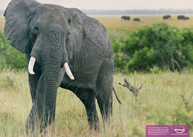 A large elephant in a savannah, with a small cat in the foreground, likely a domestic cat, wearing a football jersey.