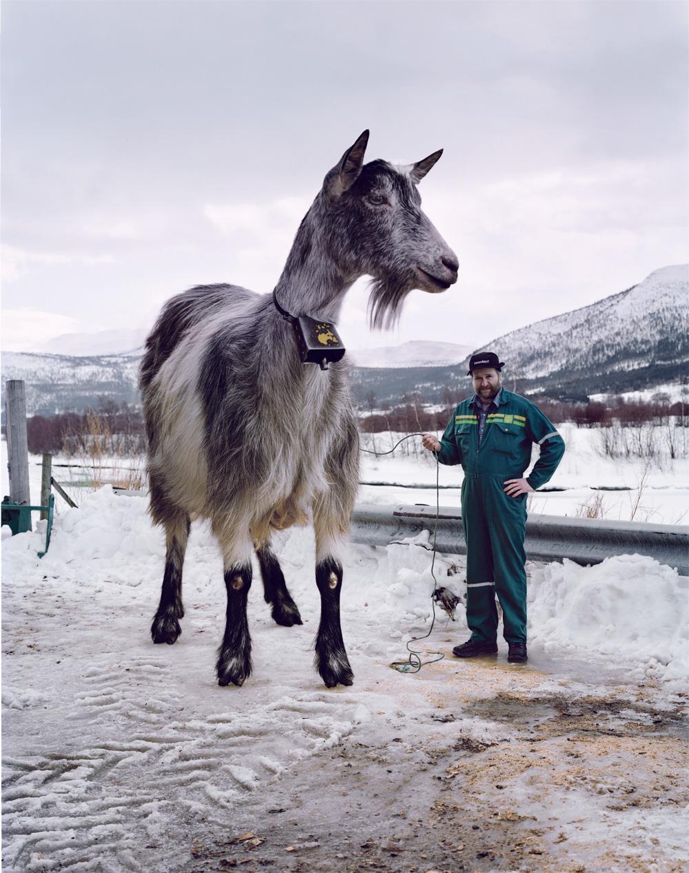 A man in a green jumpsuit is standing in a snowy landscape, holding a goat on a leash.