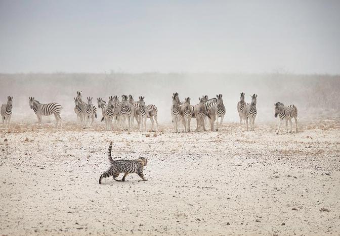 A small, wild cat is seen walking towards a group of zebras in a dry, sandy landscape.