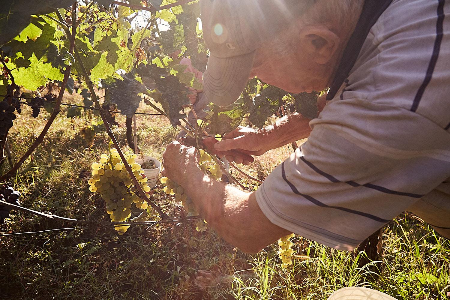 An older man in a baseball cap and striped shirt is carefully pruning a bunch of white grapes in a vineyard.