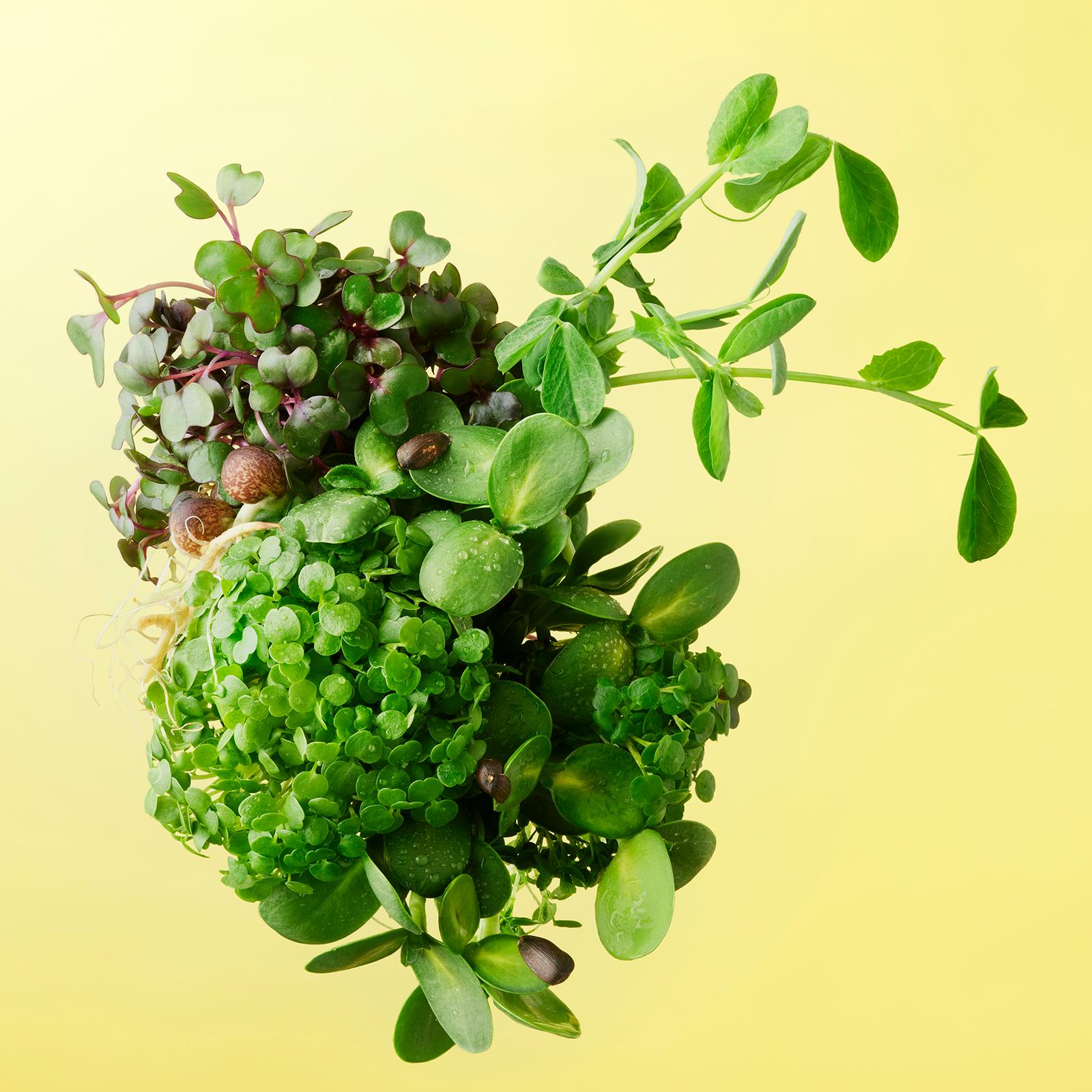A cluster of various types of leafy greens, including lettuce, kale, and spinach, are growing underground in a garden.