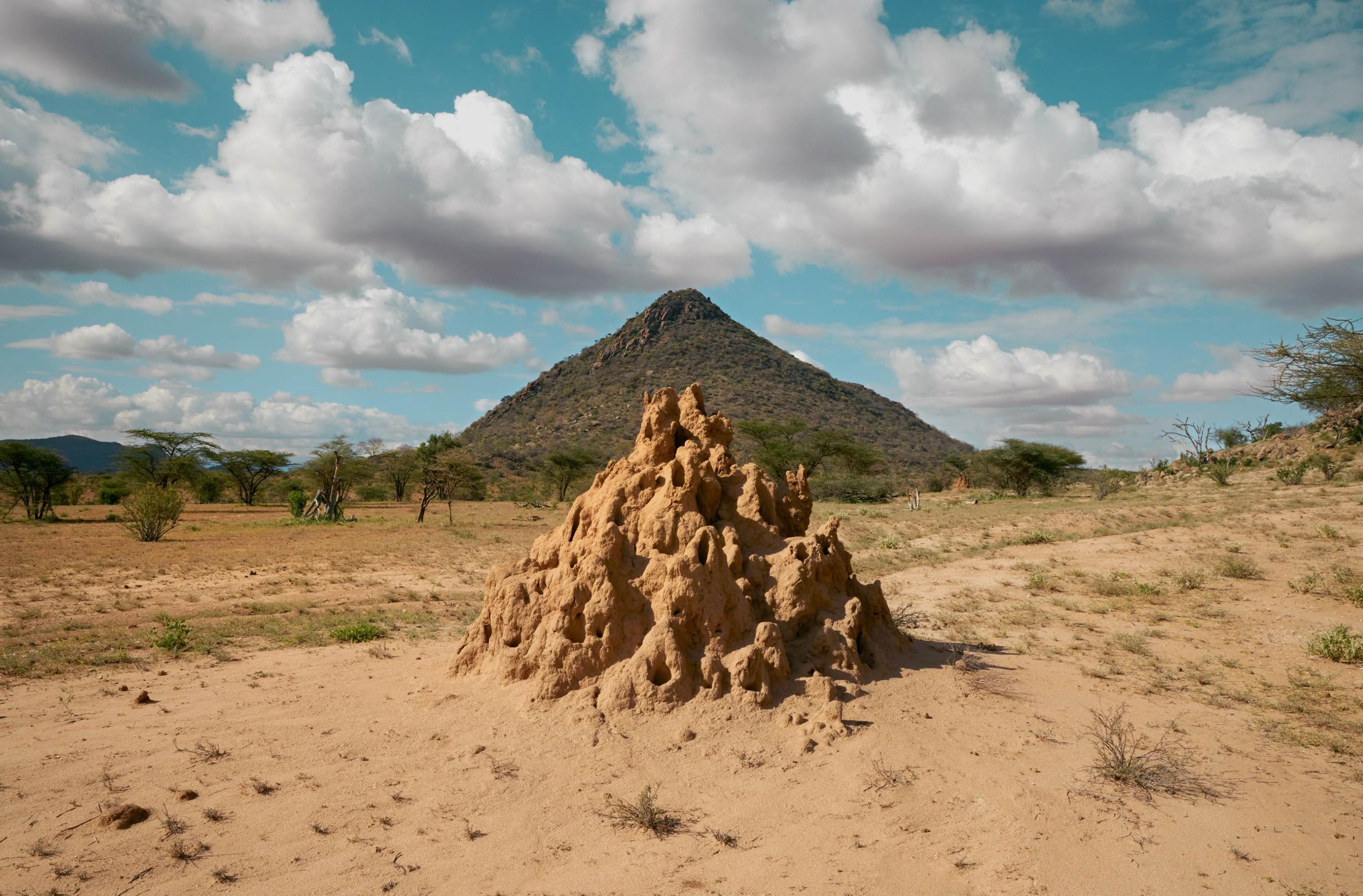 Termite Cities