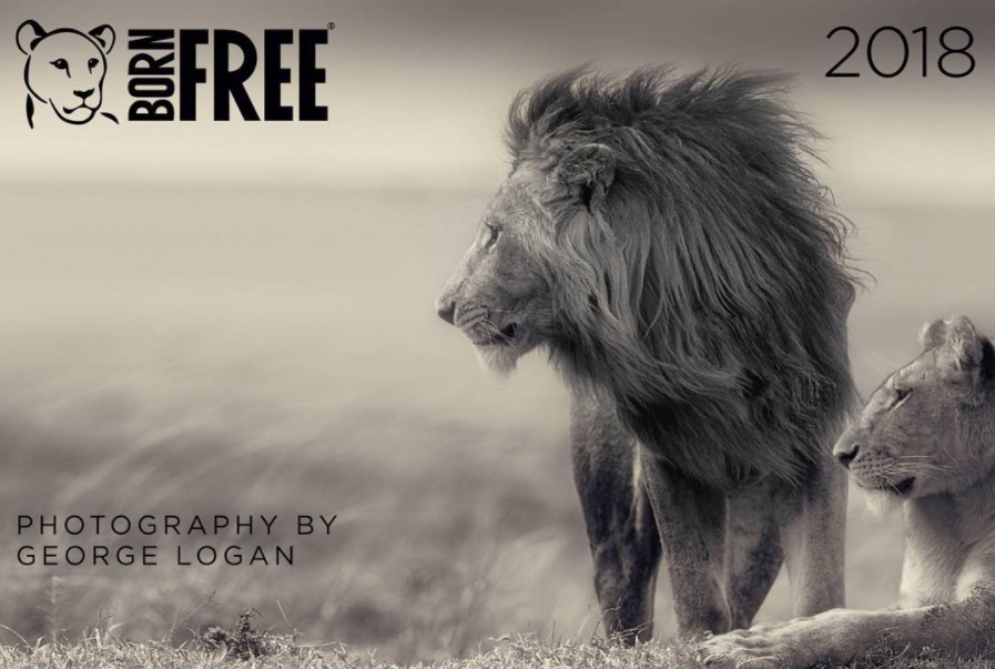 The 2018 Born Free ‘Beyond the Bars’ calendar