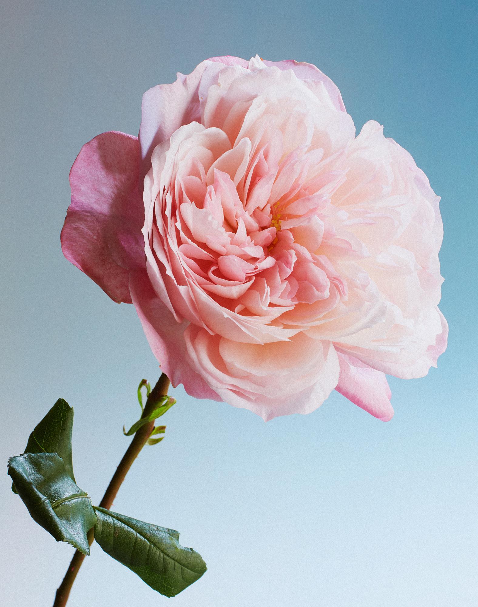 A large, pink, peony-style rose with a long, thin stem and green leaves.