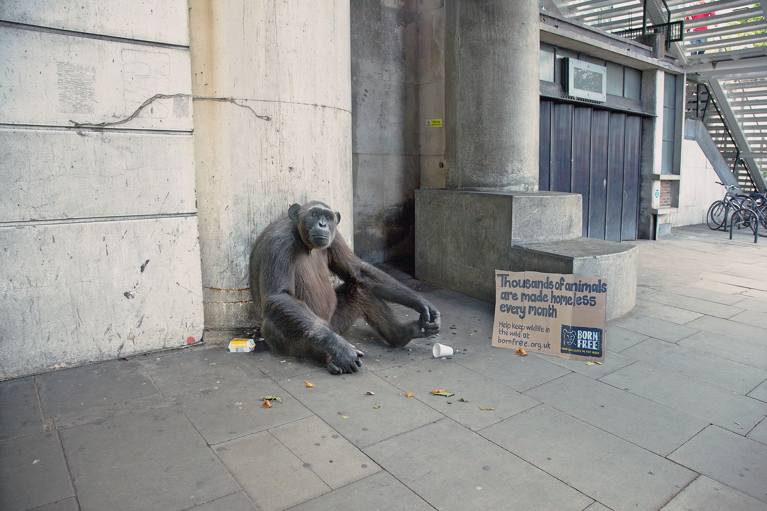 A chimpanzee sitting on the ground, surrounded by a sign, a cup, and a few leaves, in a urban setting.