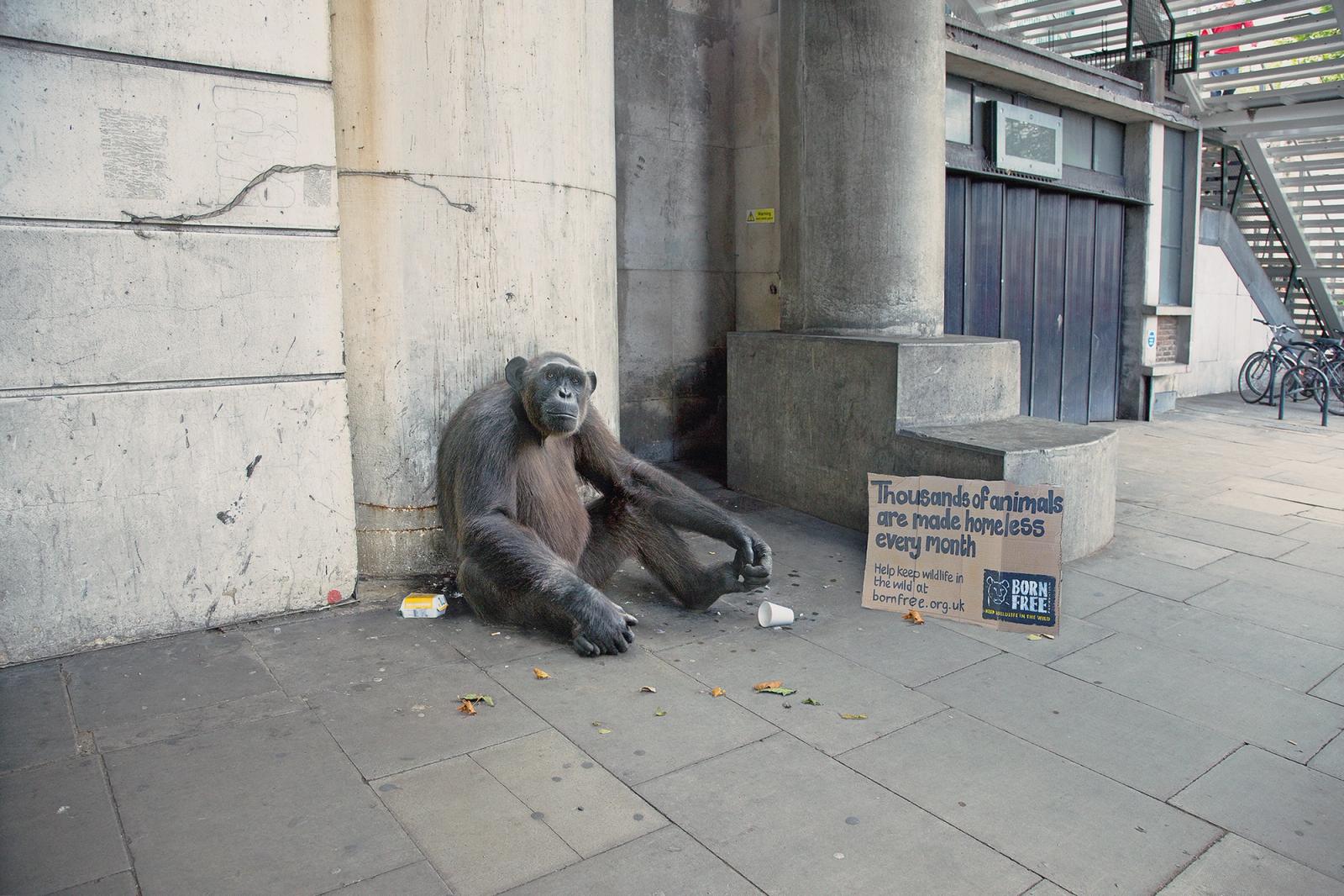 A chimpanzee sitting on the ground, surrounded by a sign, a cup, and a few leaves, in a urban setting.