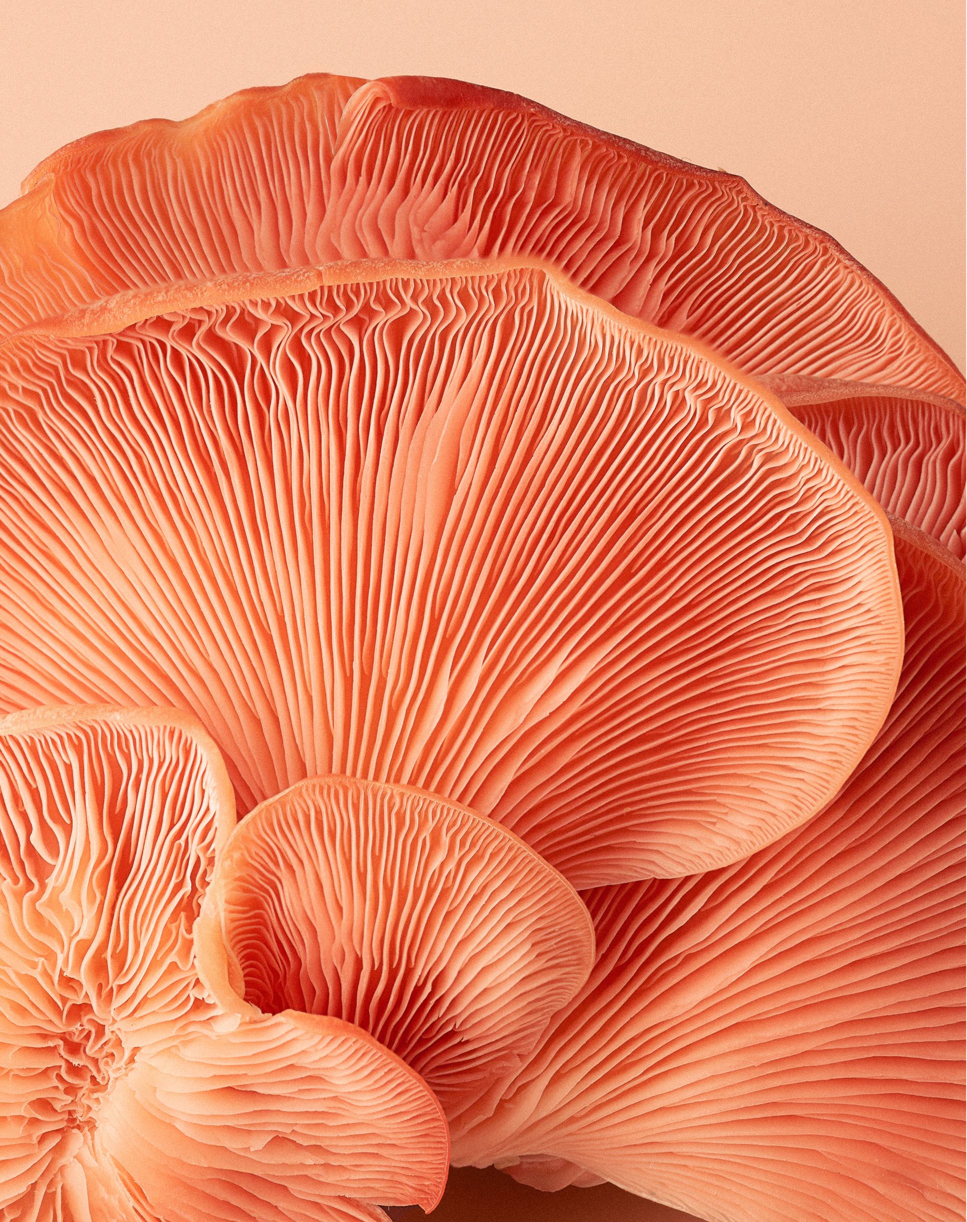 A close-up of the gills of a large, pinkish-orange mushroom, with a wavy, fan-like shape and a central, darker pinkish- orange mass.