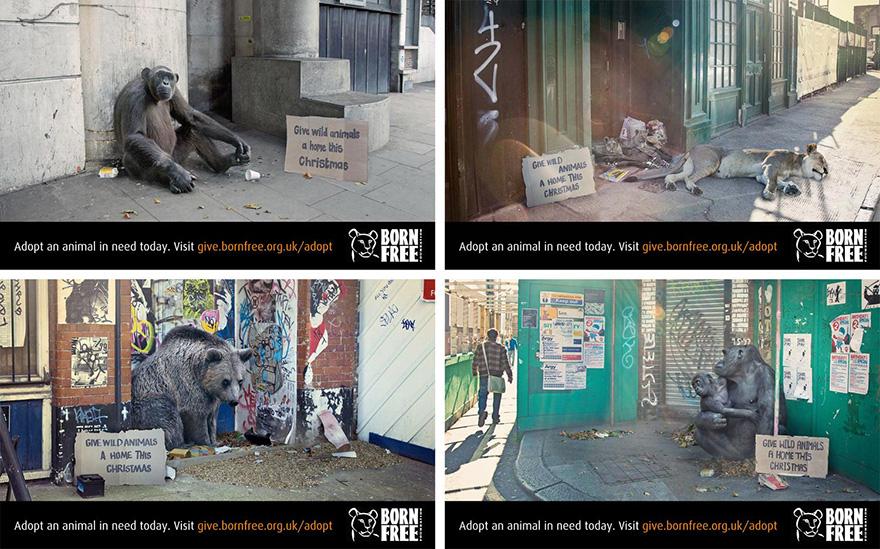 A person is standing in front of a wall with a sign that says 'Give wild animals a home this Christmas' and a bear and a dog are lying on the ground nearby.