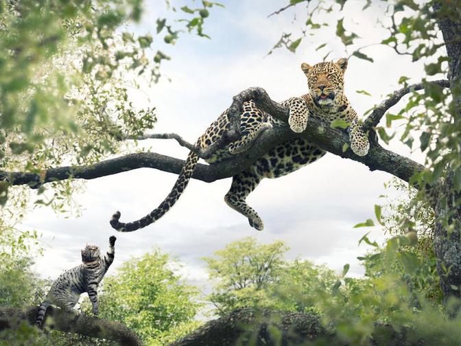A leopard is seen climbing a tree, with a smaller cat-like animal in the foreground, possibly a leopard cat or a wild cat, in a forest or jungle environment.