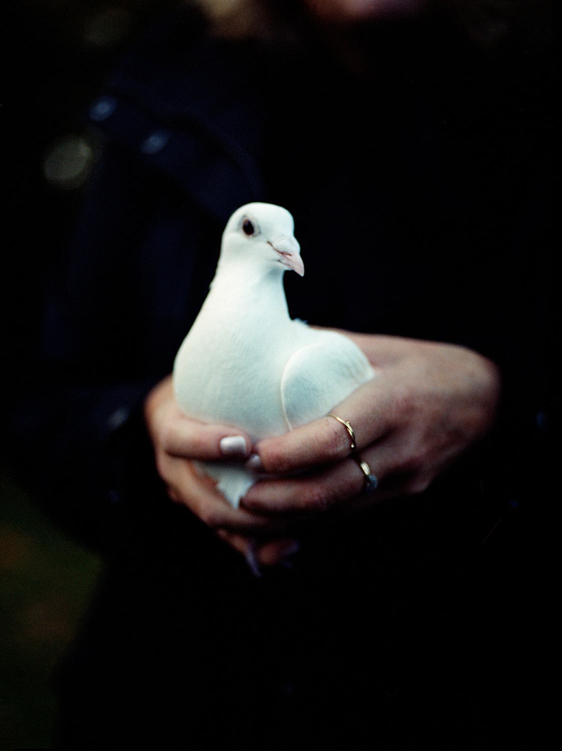 A person is holding a white dove, a symbol of peace and innocence.