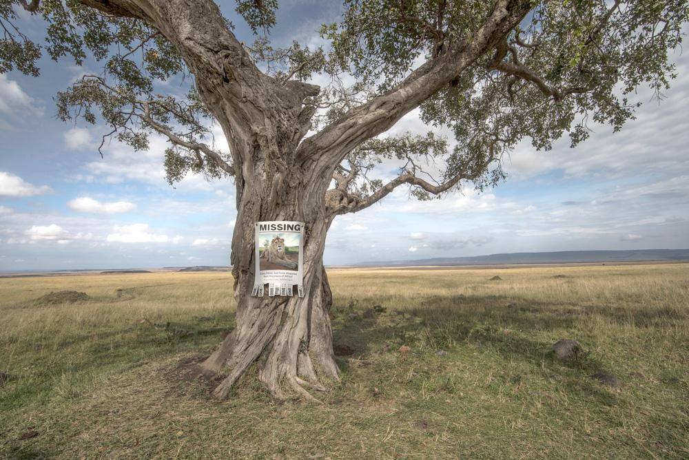 A tree in a field with a missing person poster on its trunk, with a landscape of a field in the background.