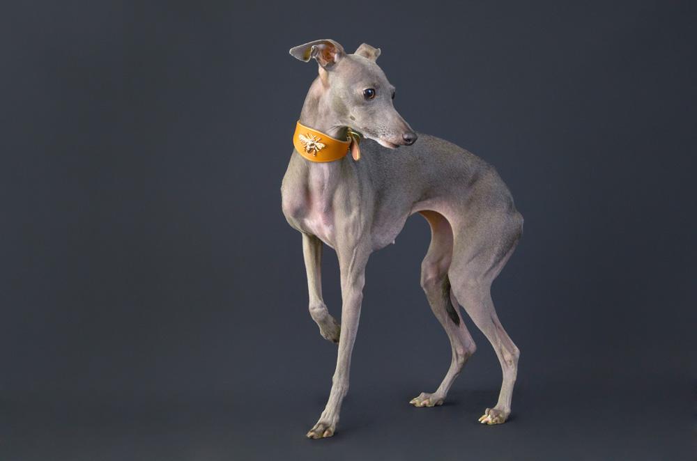 A grey, short-haired dog with a long, thin body, a flat, long head, and a long, thin tail, wearing a yellow collar with a white, embroidered dog.
