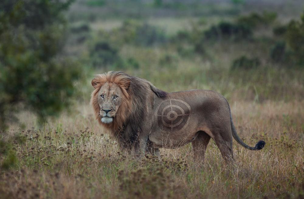 A majestic male lion in its natural habitat, with a thick, golden-brown coat and a long, ...