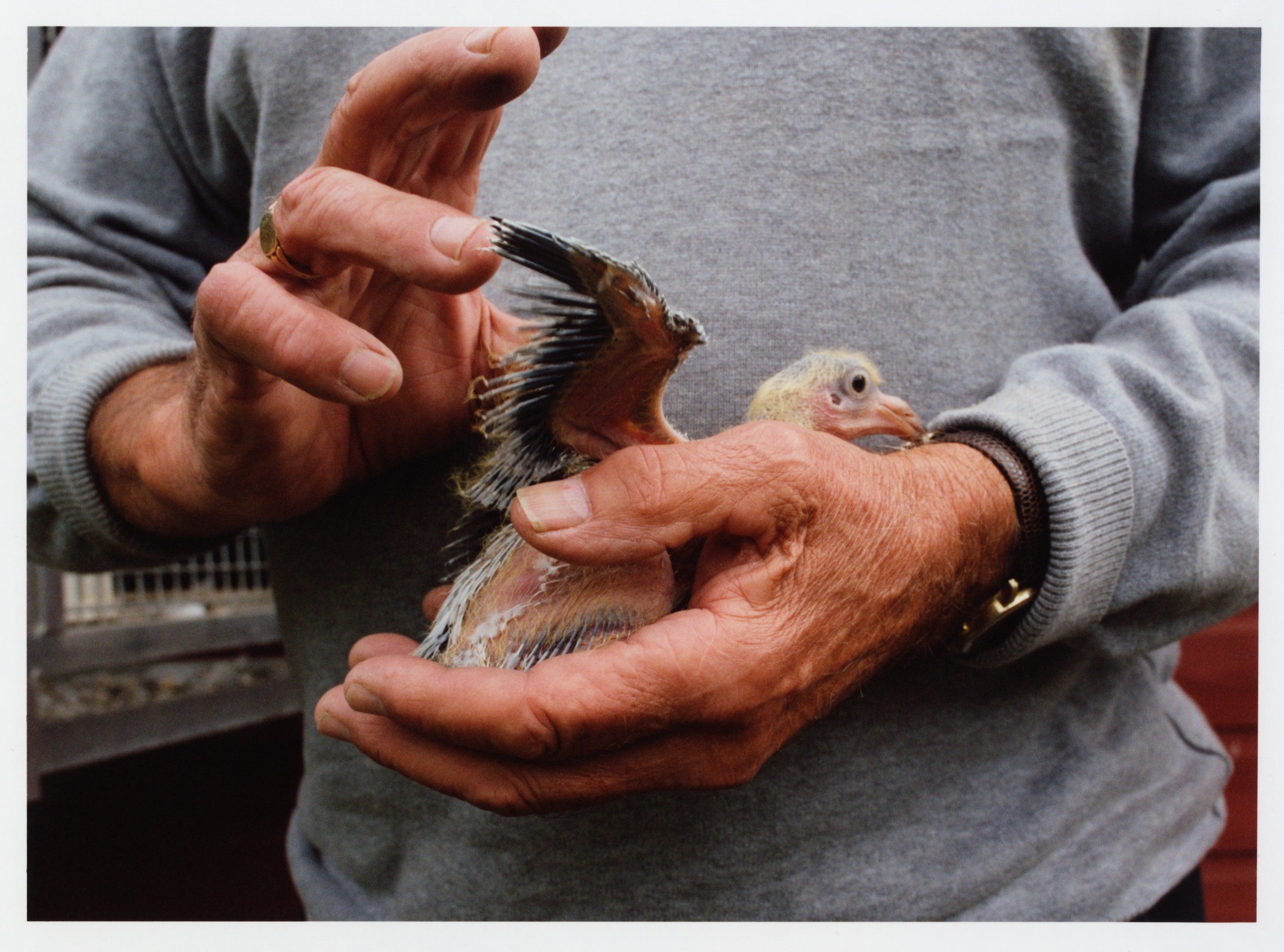 A man is holding a young bird with its wings spread out.