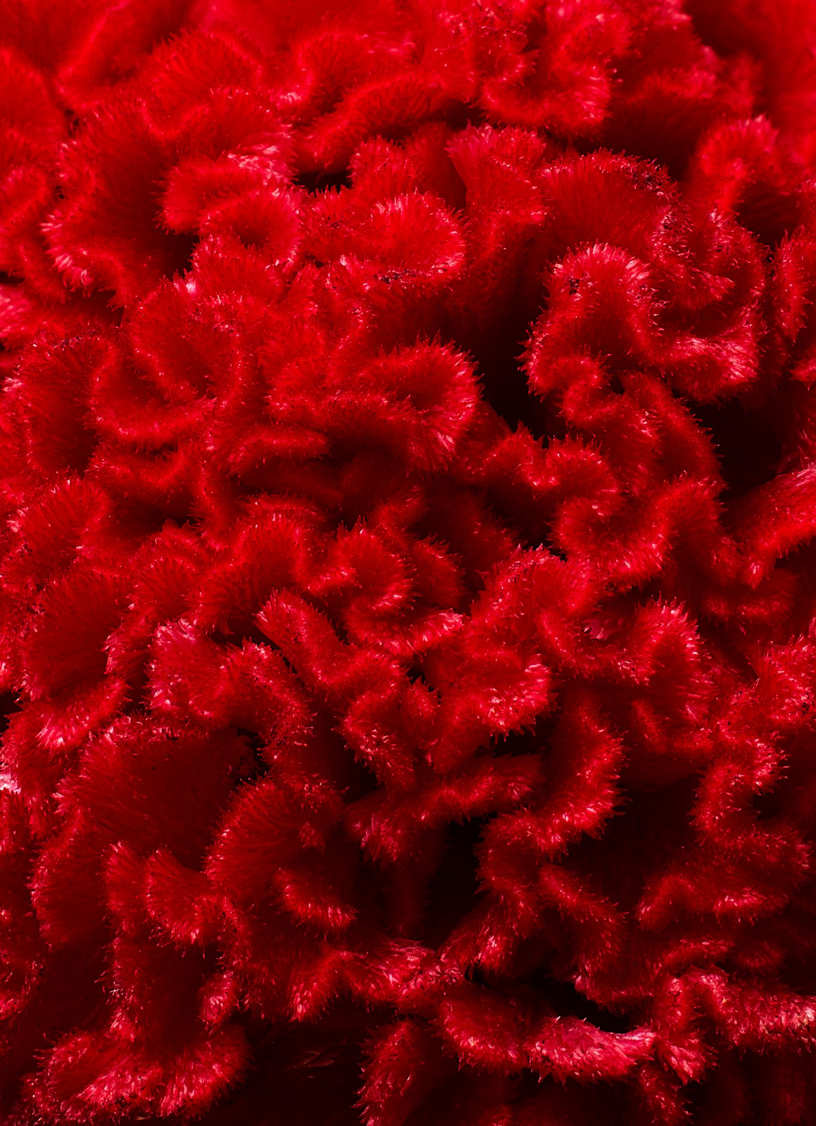 A close-up of a red, fluffy, synthetic material resembling a wetsuit.